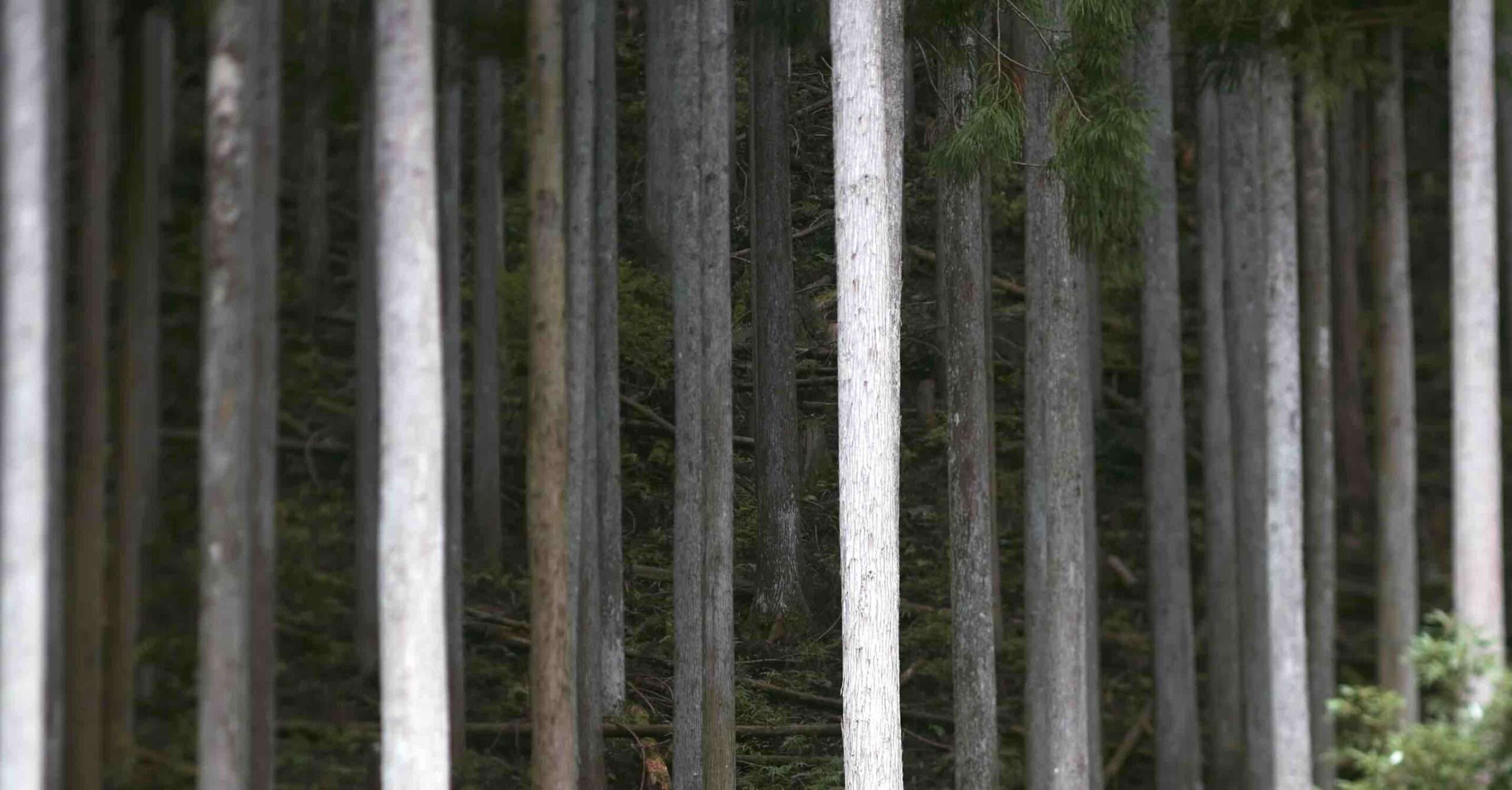 Vi jornada bosques algo más