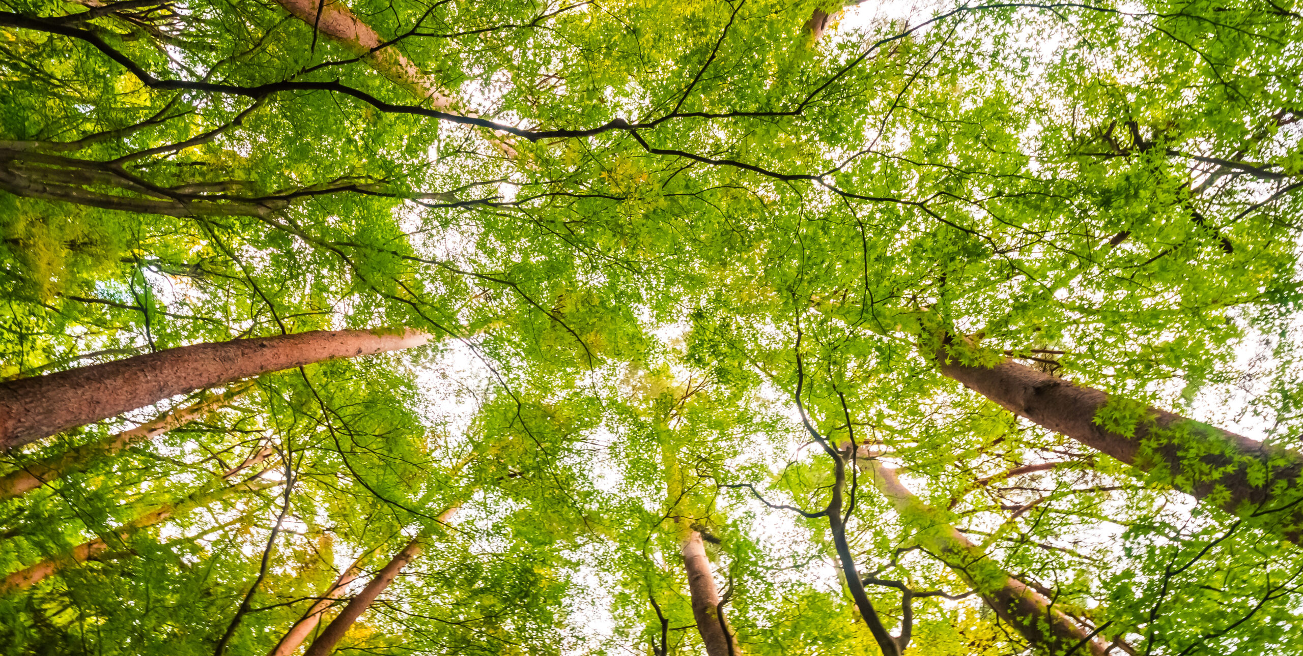 UN BOSQUE CONTRA EL CAMBIO CLIMÁTICO EN PAMPLONA