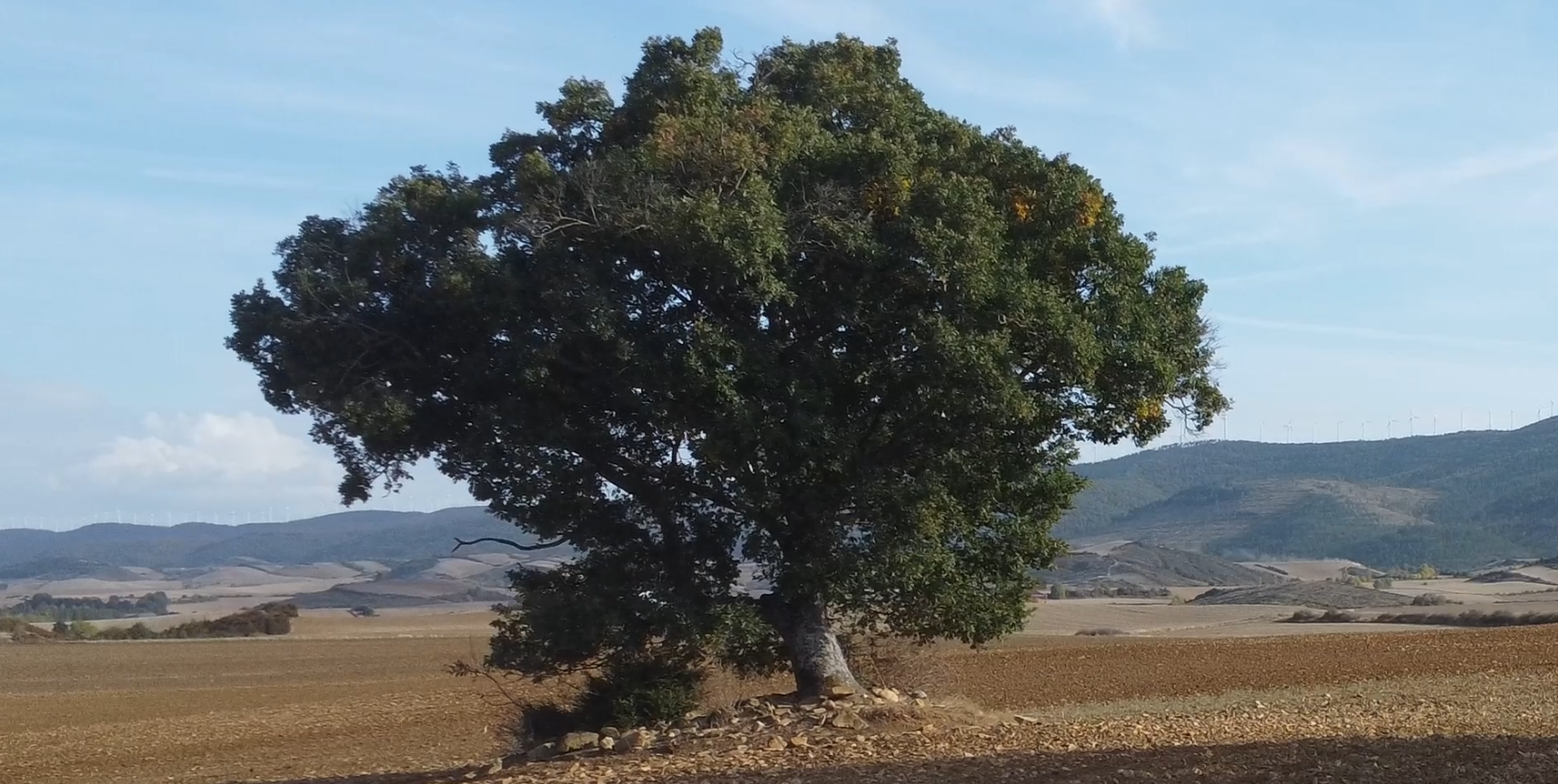 EL ROBLE SOLITARIO